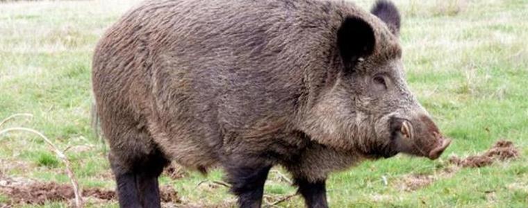 Референтната лаборатория в София потвърди Африканска чума в пробите от отстреляното диво прасе край Кайнарджа