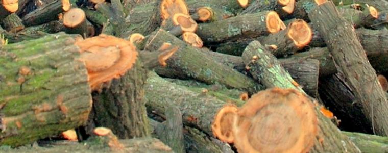 Намериха 4 кубика незаконно придобити дърва  за огрев в къща в село Орляк