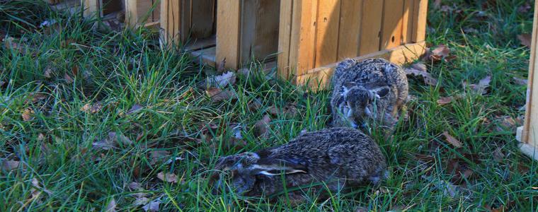20 диви зайци ще бъдат разселени в ДЛС-Тервел