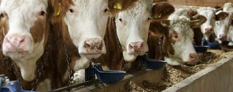 Белгия забрани ритуалното клане на животни за халал и кашер месо