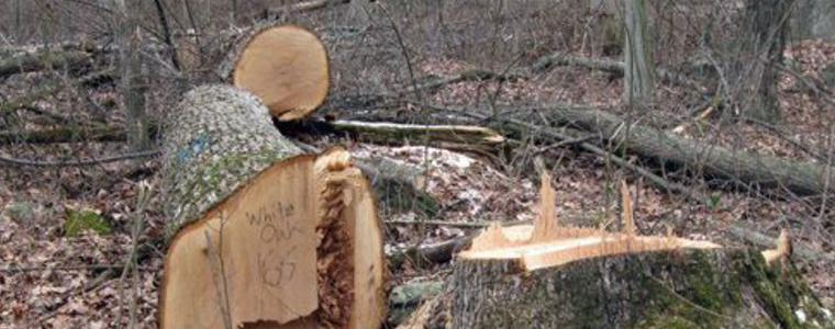 В ДЛС „Тервел” разкриха незаконната сеч на 6 куб. м. дърва 