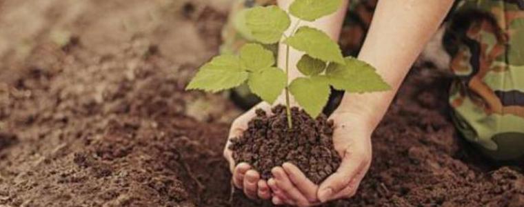 Община Каварна ще засади 200 нови дръвчета в града