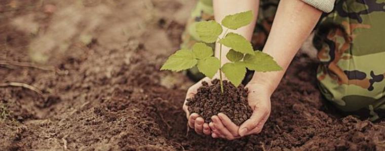 Община Каварна ще засади 200 нови дръвчета в града