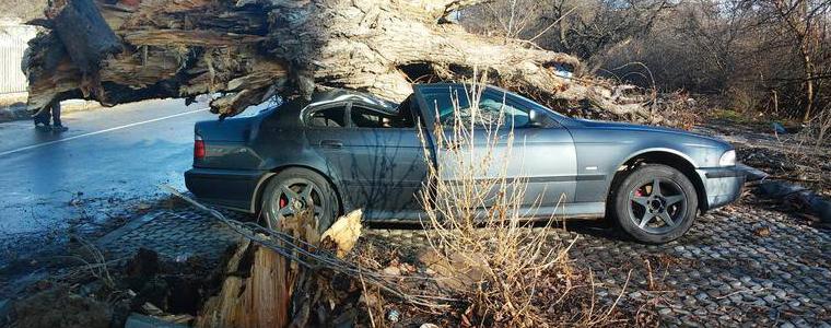 След бурята в Добрич: Дърво падна върху 4 коли (ВИДЕО)