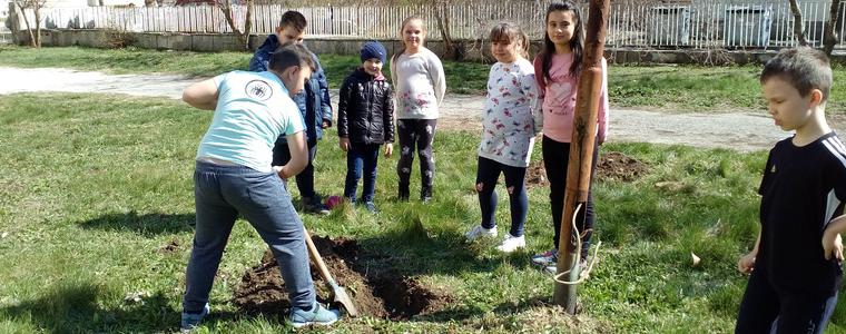 Ученици от Каварна посадиха дръвчета в своето училище