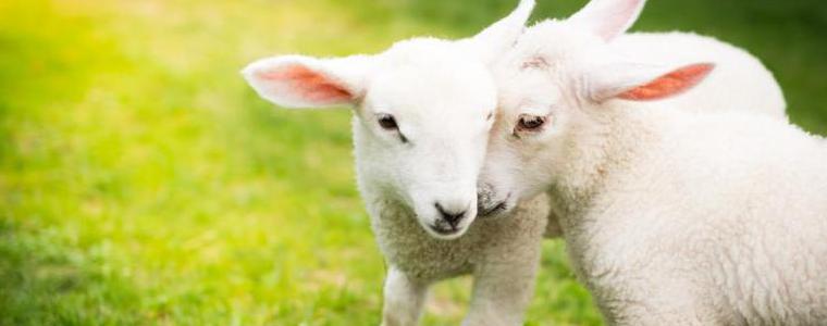 Овцевъд: Търсенето на агнешко месо преди Великден е голямо, предлагането е малко