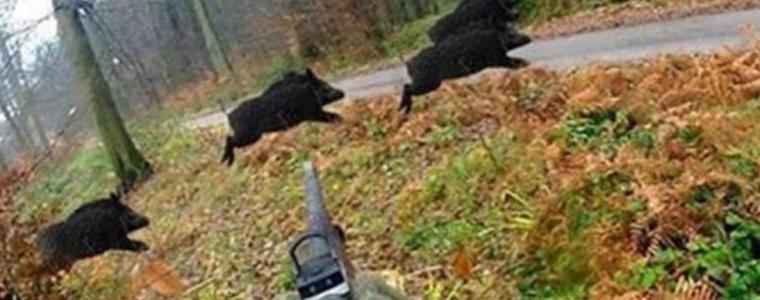Ловци настояват да се премахне забраната за лов на диви прасета