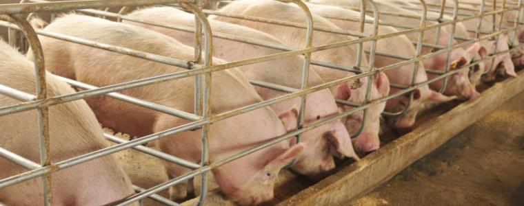 Африканската чума порази индустриална свинеферма в Русенско