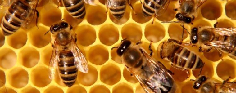 Днес е свети Прокопий Пчелар, осветете си мед