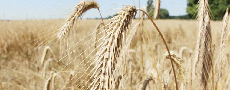  Ечемика в Добруджа  е прибран на 99%, от пшеницата едва 18%