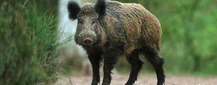 Експерти започват срещи-обучения с членовете на ловните сдружения заради африканската чума по свинете