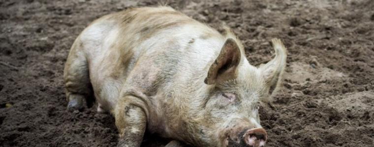 Откриха африканска чума по свинете и в Търновско