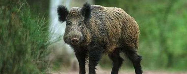 Откриха африканска чума при дива свиня, убита при ПТП край Дуранкулак