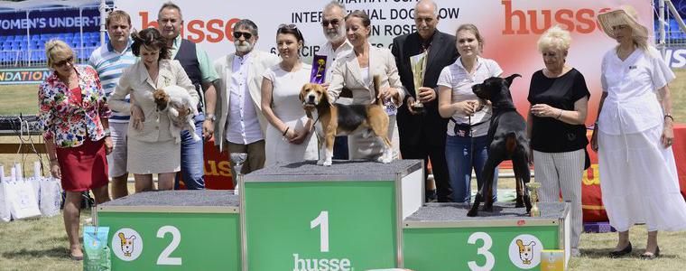Породите кучета Бигъл и Померански шпиц - победители в Международната киноложка изложба “Златна роза“ в Каварна