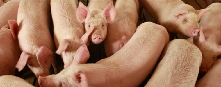 Първи случай на африканска чума по свинете в Бургаско