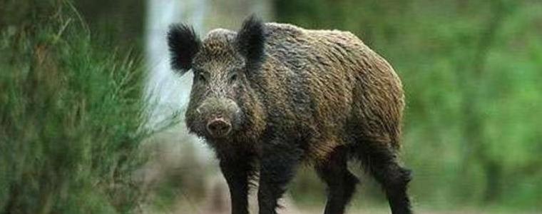 14 диви свине са уловени в капаните за жив дивеч в ДГС-Добрич и ДЛС-Тервел