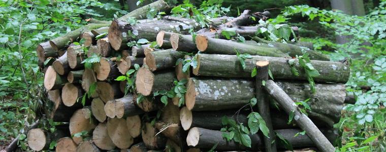 85% от заявените от граждани дърва за огрев към ДЛС-Балчик са доставени