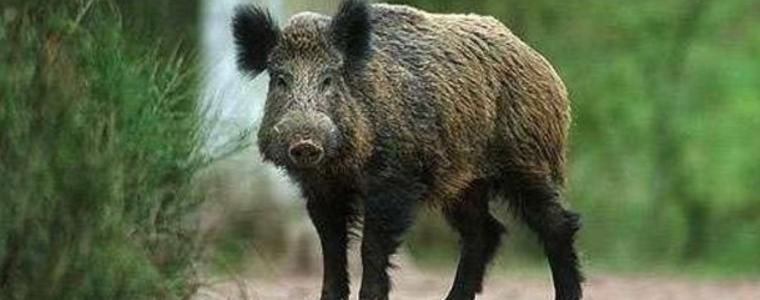 И в Шуменско потвърдиха положителни проби на чума по свинете