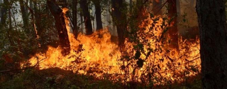 Пожар е унищожил близо 80 декара гора в близост до с. Полк. Минково