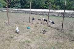Шест пострадали щъркела са били приютени в Центъра за защита на природата и животните в Добрич