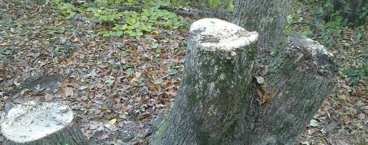 12 кубика дърва за огрев са задържали служители на ДЛС-Тервел 