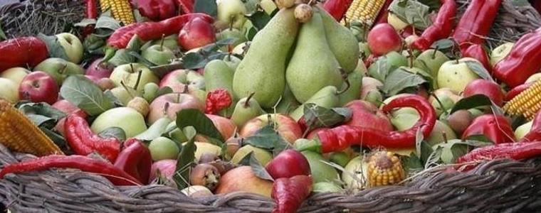 Днес се провежда четвъртото издание на празника на плодородието "Кардамска есен"