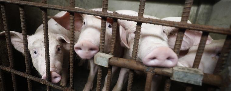 Китай пуска на пазара 10 000 т. свинско от резерва заради чумата