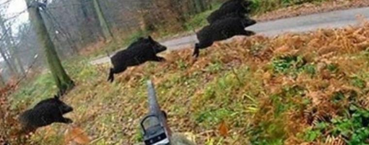 Ловци планират протести заради мерките срещу африканската чума по свинете 