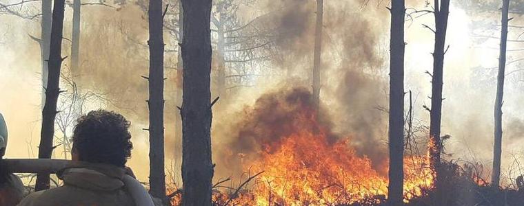 Над 10 пожара в горски територии в област Добрич от началото на годината