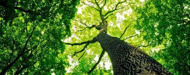 Над половината от застрашените дървета в Европа са пред изчезване