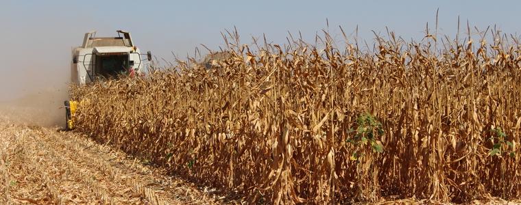 По-ниски добиви от царевица заради сушата (ВИДЕО)