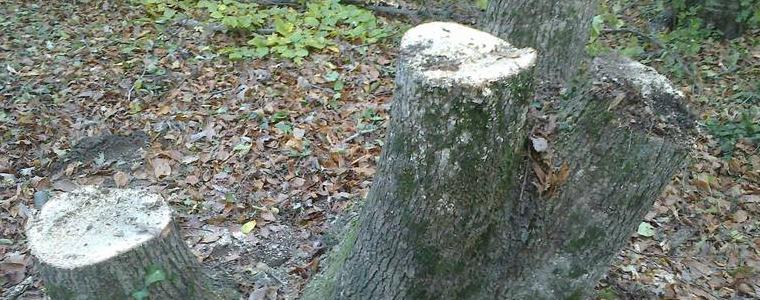 В ДЛС-Тервел иззели 6 кубика незаконно добити дърва за огрев