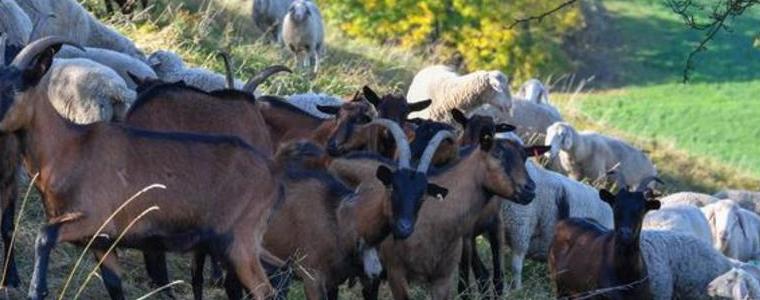 Задигнаха стадо овце и кози край каварненско село