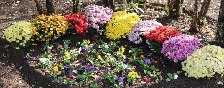 Фирма „Изида” подари цветна градина на Дома за медико-социални грижи