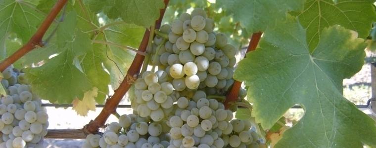 Очакват се до 20% по-ниски добиви от грозде, но с по-добро качество