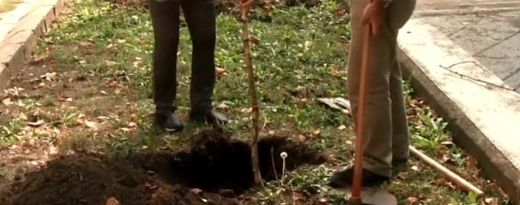 Откраднати са 10 новозасадени дръвчета в Добрич