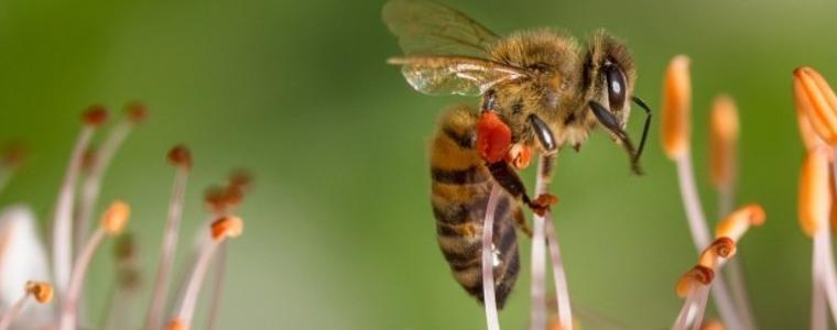 Пчеларите продължават да очакват подкрепа от държавата