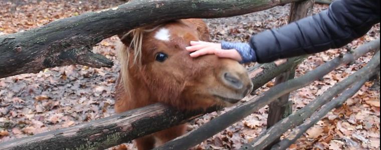 Понито Тайсън вече посреща посетителите на зоопарка, през декември пристига нов бизон (ВИДЕО)