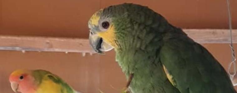 Откраднаха най-ценния папагал в Центъра за защита на природата и животните в Добрич