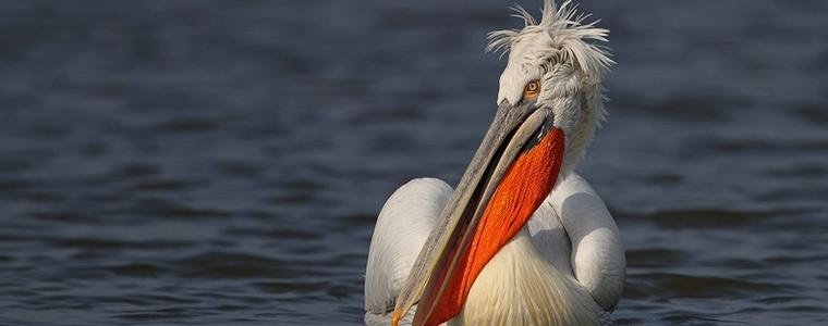 Шабленските езера – в обхвата на нов проект за опазване на къдроглавия пеликан