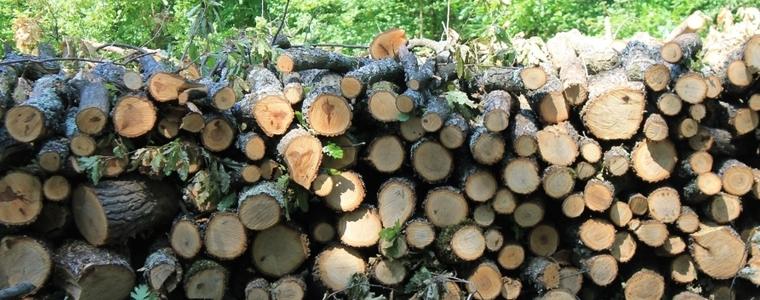 Установиха над 5 кубика незаконно добити дърва в двор в с. Градница