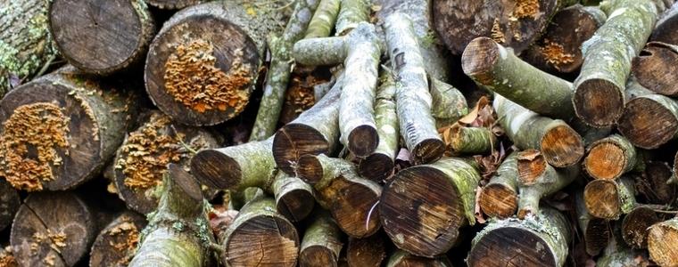 8 кубика незаконно добити дърва за огрев установени  в къща в Люляково