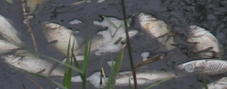 Опаковки от стари пестициди са отровили рибата в Марица