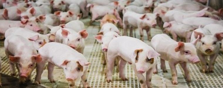 От днес влизат в сила новите изисквания за по-висока биосигурност при отглеждане на свине 
