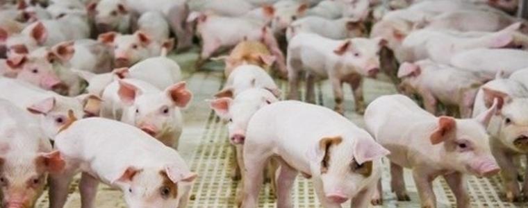 Отпада забраната за движение на живи свине и месо в 39 индустриални ферми и 66 кланици в страната