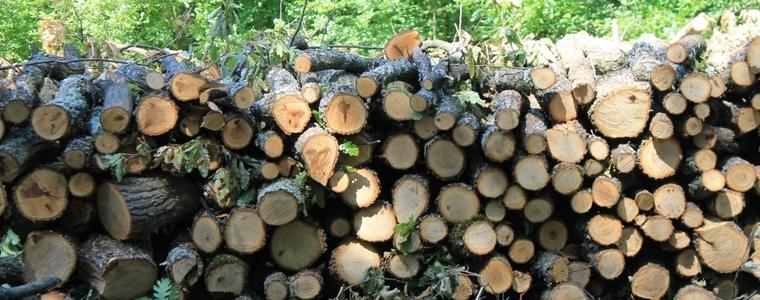 Установиха 8 кубика незаконно добити дърва за огрев при проверки на два имота в село Присад