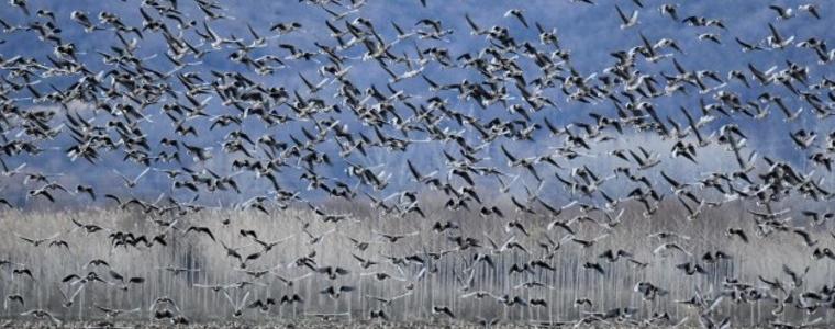 За 44-ти път броим зимуващите водолюбиви птици в България 