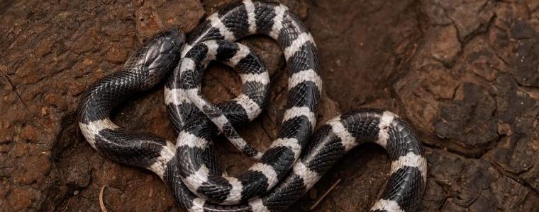 Змии са най-вероятният източник на огнището на новия коронавирус