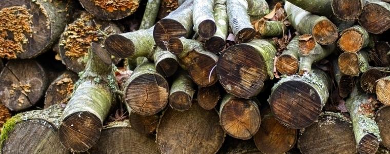 Три кубика незаконно добити дърва задържаха за седмица горските в областта