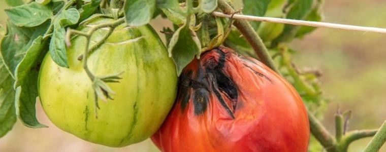 В България не е установена зараза от вируса на кафяво набраздяване по плодовете на доматите 